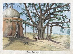 The Banyan Tree